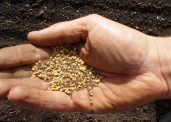 La crisis es la madre de todos los inventos.