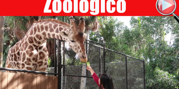 Zoológico de Naples, Florida / Ultimo dia / Vlog #11 / Casayfamiliatv