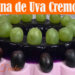 Gelatina de Uva Cremosa - Especial de Año Nuevo 2018 - Recetas en Casayfamiliatv - Recetas en Casayfamiliatv Gelatina de Uva Cremosa – Especial de Año Nuevo 2018 – Recetas en Casayfamiliatv