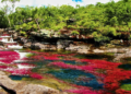 Caño Cristales