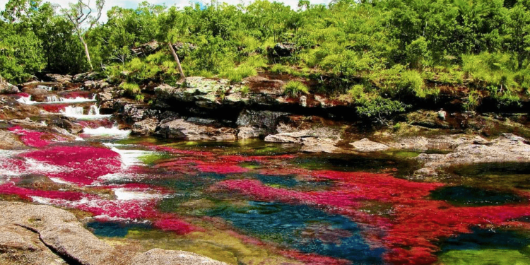 Caño Cristales